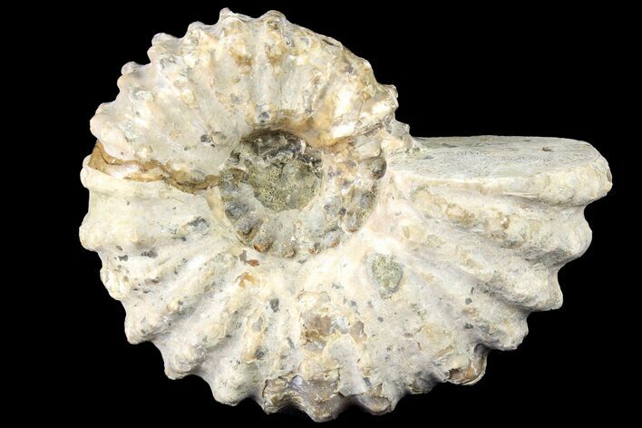 Bargain Bumpy Douvilleiceras Ammonite - Madagascar #79133
